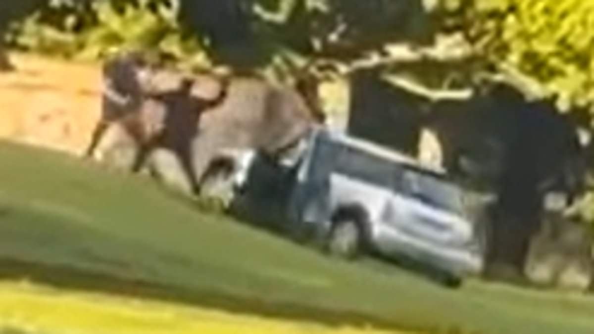Moment 'machete-wielding' thugs ambush man, 51, in park attack that left XL Bully dead