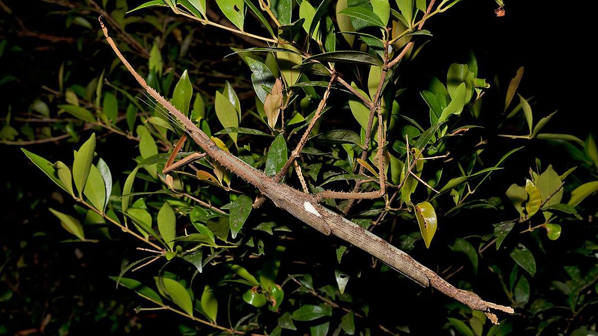 Scientists make a shocking discovery in the Queensland rainforest