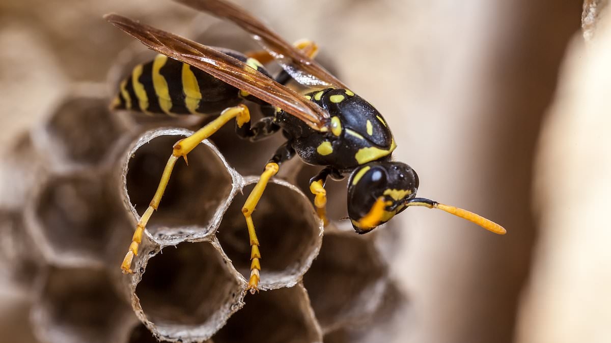 Chaos erupts after radioactive wasps go missing from former US nuclear bomb factory