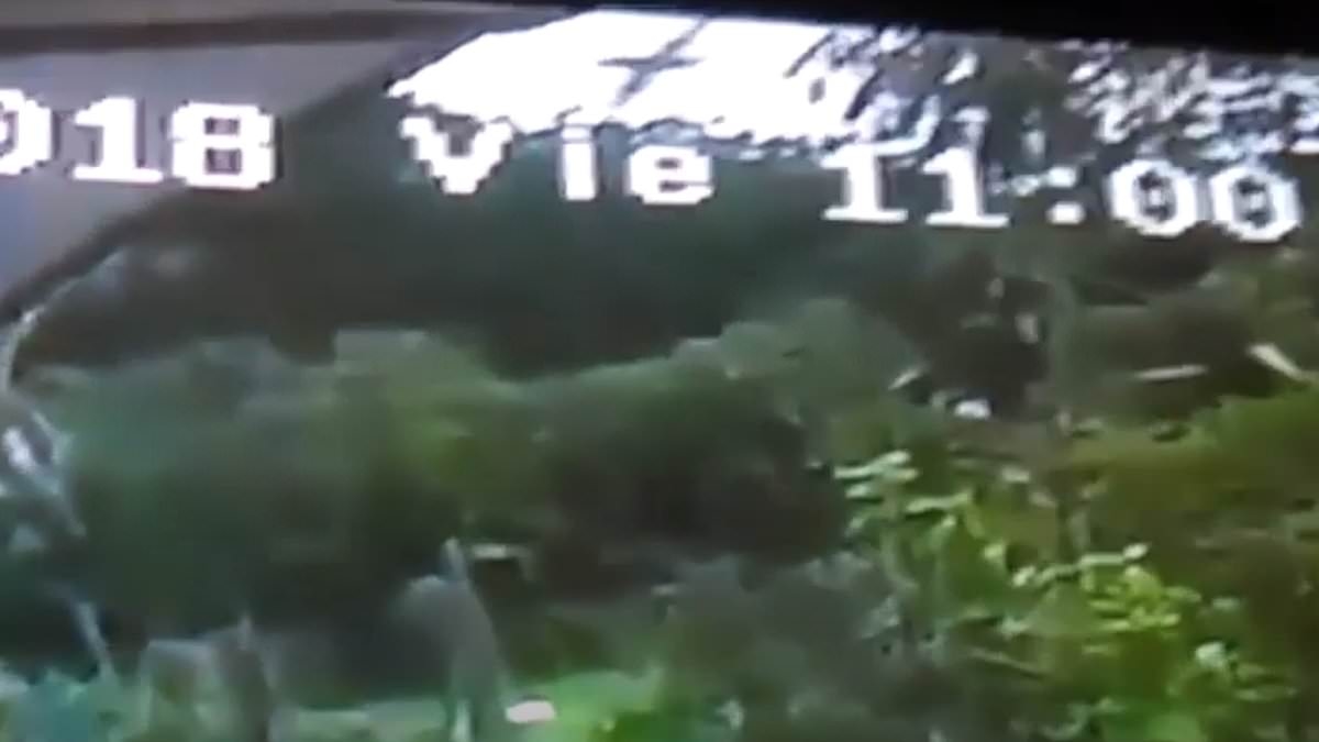 Astonishing stories of air crash sole survivors from woman who somehow cheated death after plunging 33,000ft without a parachute to child found still strapped in his seat