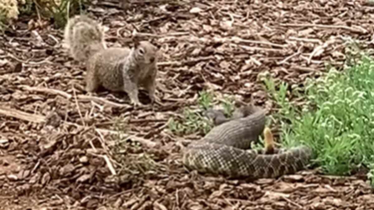 Squirrel and rattlesnake caught in brutal life-or-death battle - until clutch move saves the day