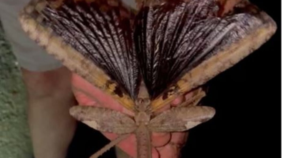 Supersized stick insect with wings the size of a BIRD has been found in Australia