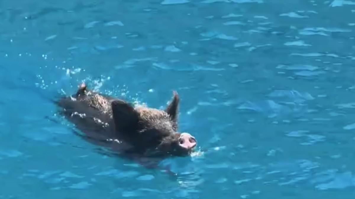 Moment two panicking influencers scramble to get out of the water off Greek island after being chased by a wild boar as local shouts 'it's not safe in there'