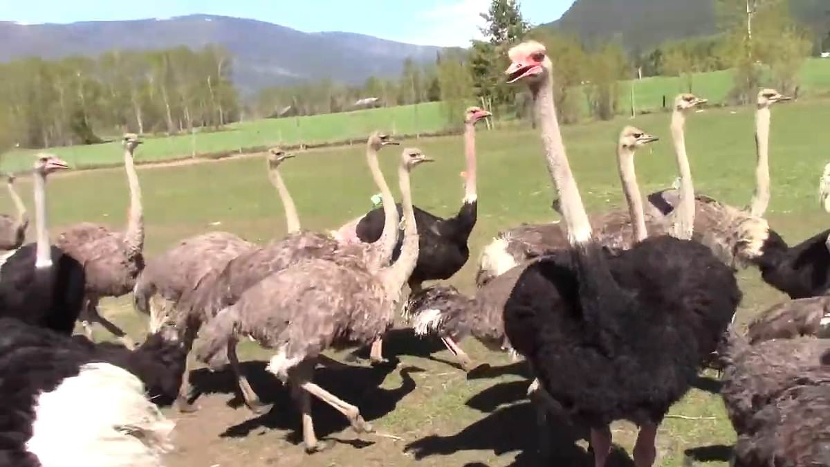 Billionaire supermarket mogul is sticking his neck out to save Oly, Hal and Co in bizarre big bird battle
