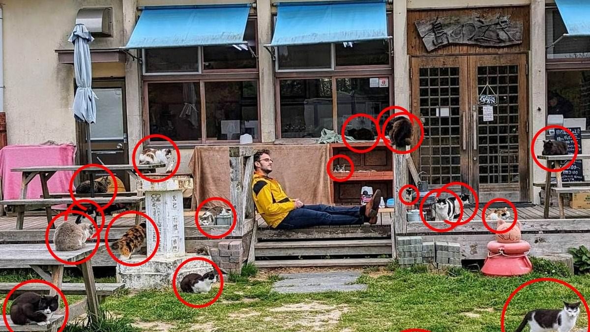 Feline photo leaves people scratching their heads - how many cats can you find in 30 seconds?