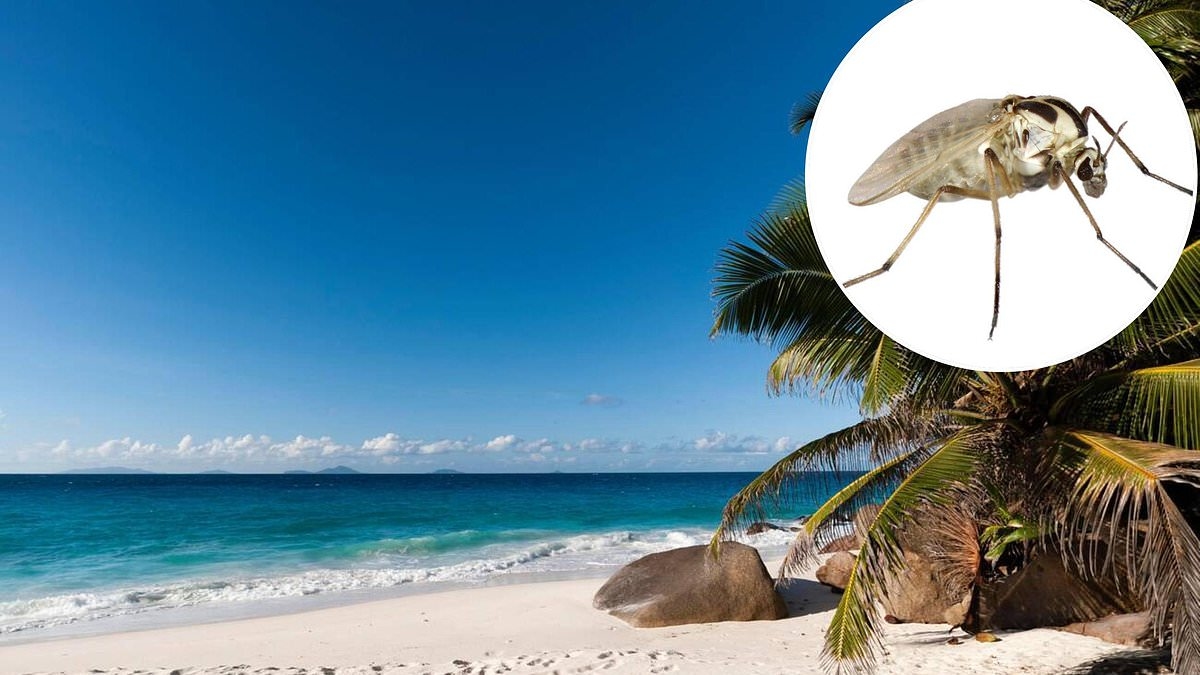Scots midge traps in Seychelles mission after island issues SOS