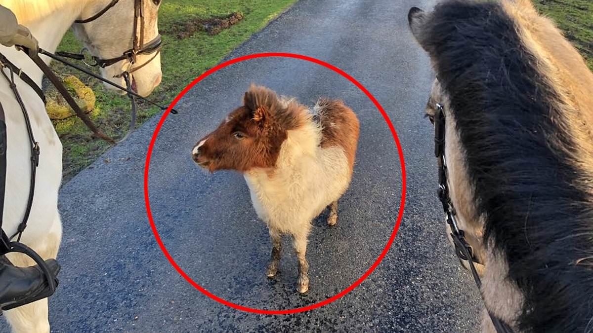 Hunt for crooks who stole six free-roaming Shetland ponies from national park