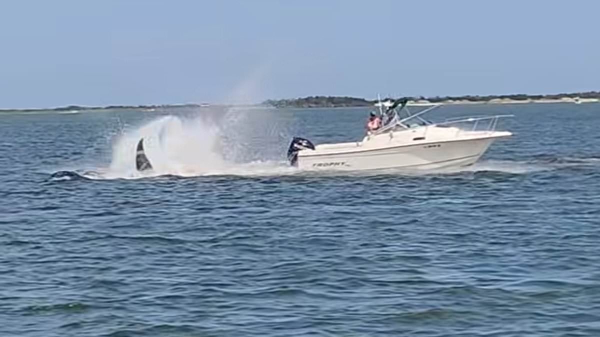 Whale is killed in New Jersey waters after boat crashes into it, throwing sailor overboard