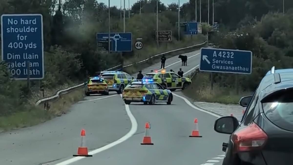 Get a moo-ve on! Moment motorists left stunned after cow brings traffic to standstill on the M4