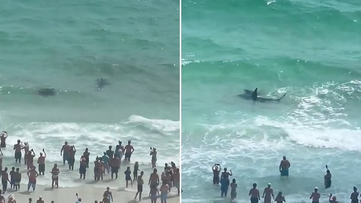 Terrifying moment shark battles stingray close to shore as beachgoers watch in horror