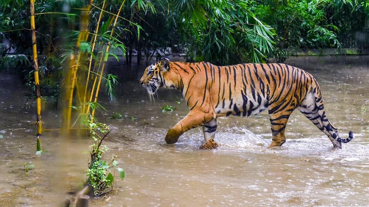 Zoo asks pet owners to donate their animals - so they can be fed to predators