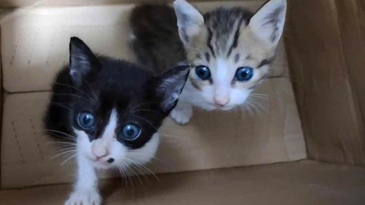 Teen jailed over 'sadistic' torture and killing of two kittens in London woods