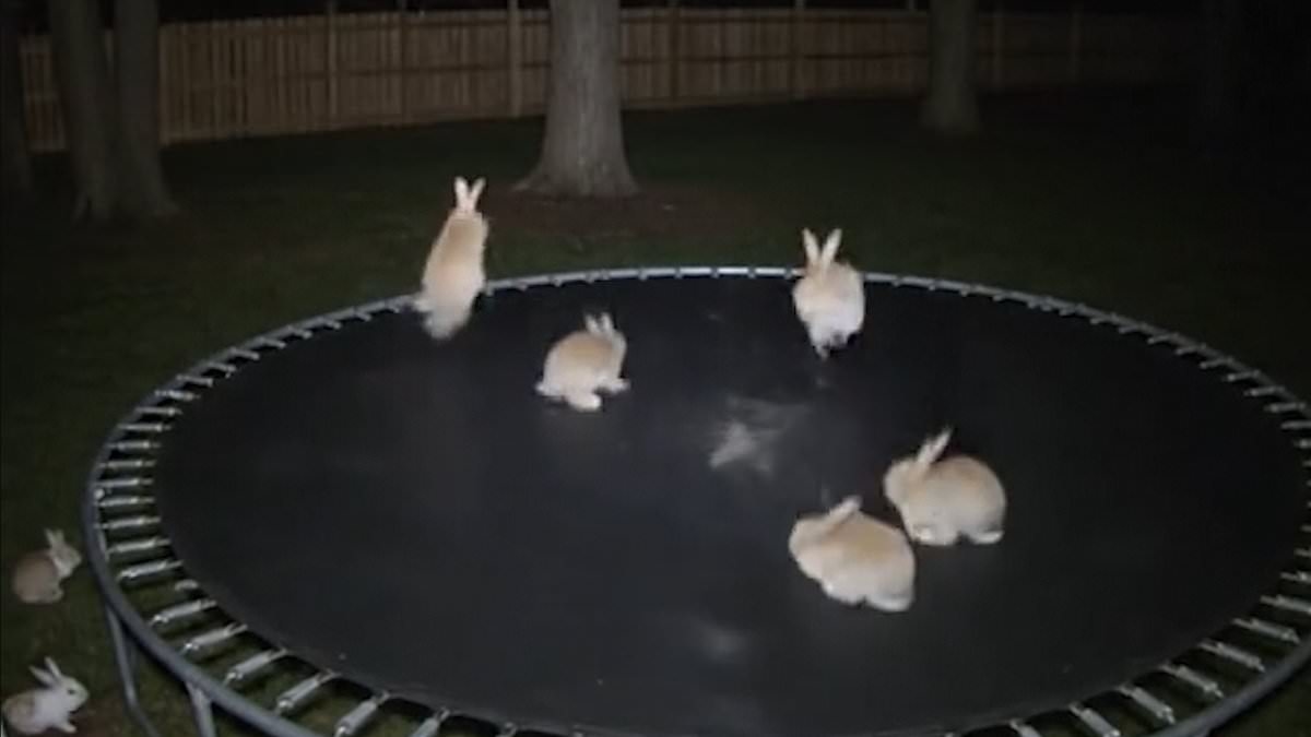 Viral 'bunnies on a trampoline' video is revealed to be AI - These are the subtle clues that give away the hoax