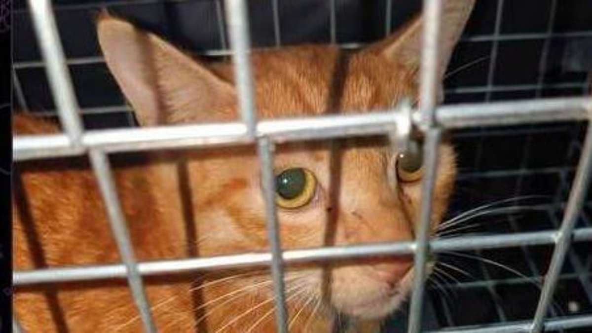 Brits part of international animal cruelty group that electrocutes, drowns and starves cats for online videos