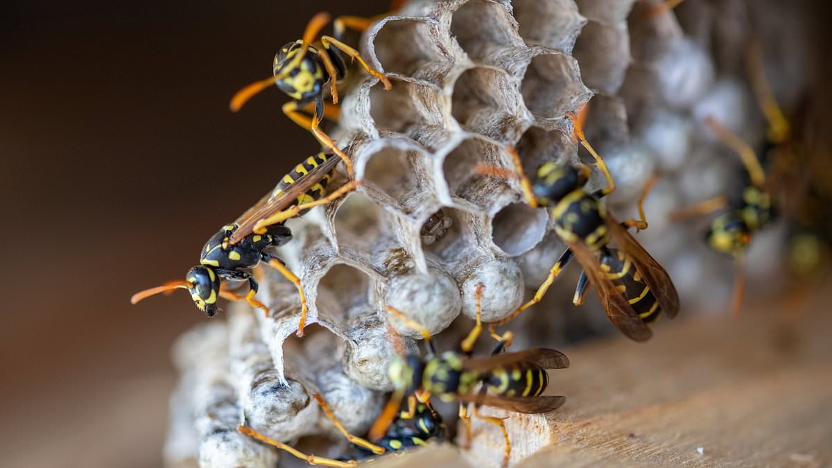 More radioactive wasp nests found at former US nuclear bomb site