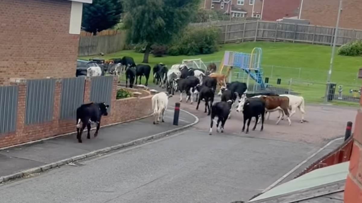 Moment herd of cows go on the run in a Scotland housing estate after 124mph winds from Storm Floris blows down fence