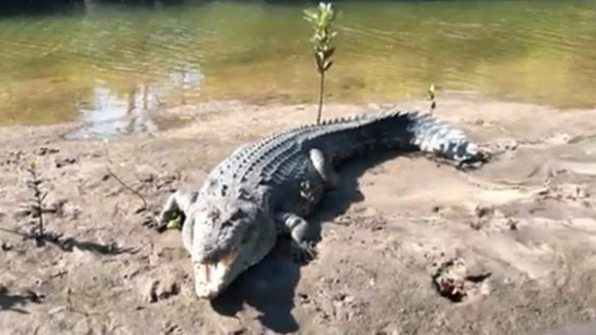 Beloved crocodile 'Big John' is found decapitated in Far North Queensland