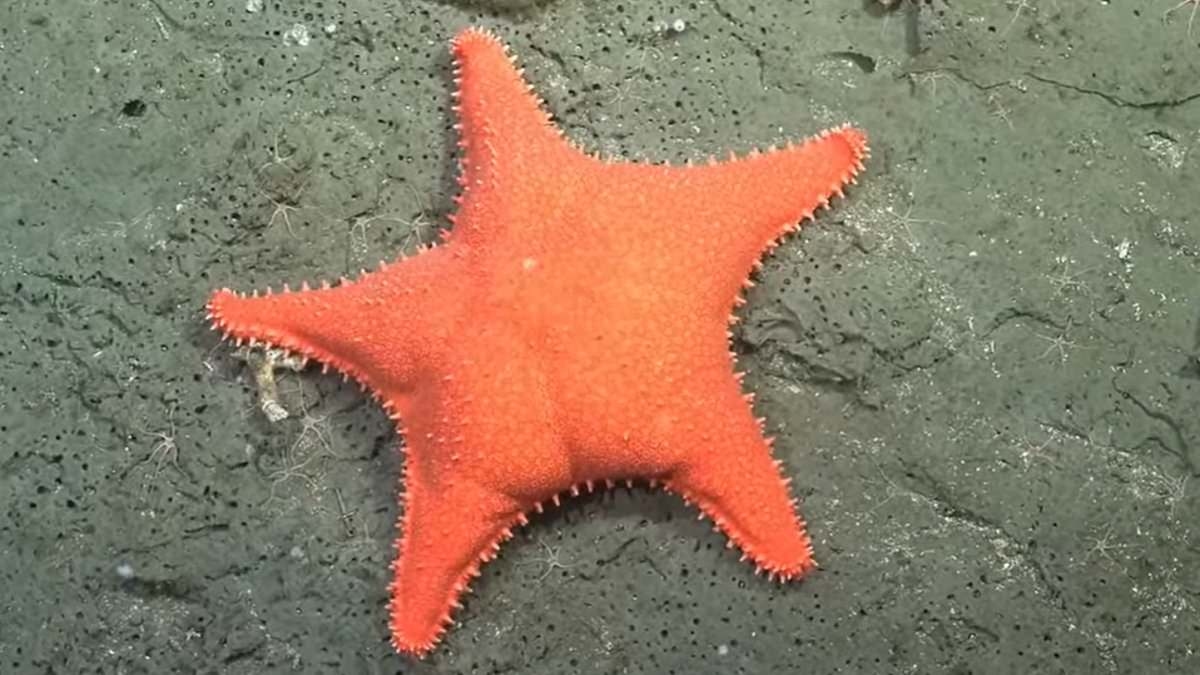 He'd need some LARGE SquarePants: Footage of a sea star with a 'big bottom' sparks hilarity as it's compared to SpongeBob's Patrick