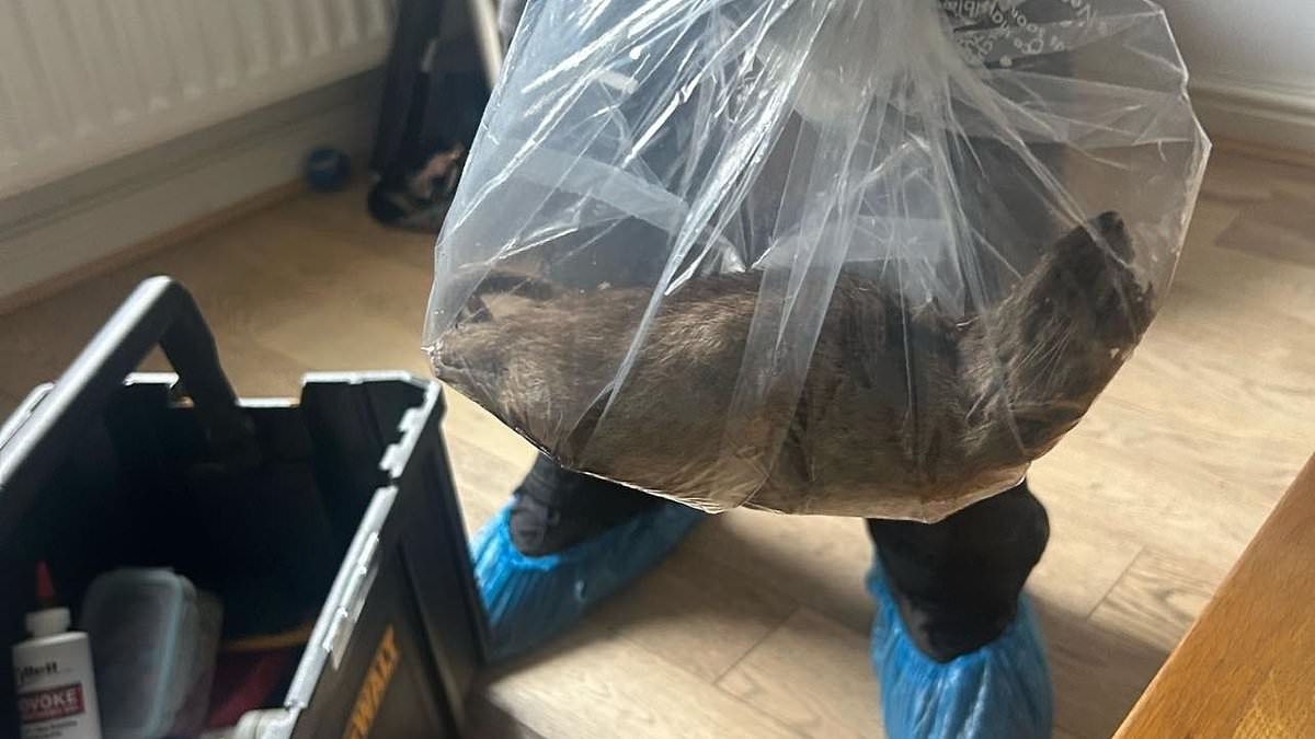 The town infested with supersized rats which feast on uncollected rubbish and fatten up to 22 inches... and not even locals' toilets are safe!