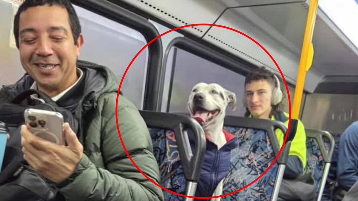 Dog catches the bus to a Sydney train station - as search begins for her owner