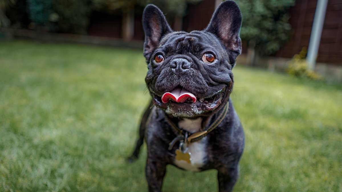 Vets reveal the four breeds first–time dog owners should NOT have – so, is yours on the list?