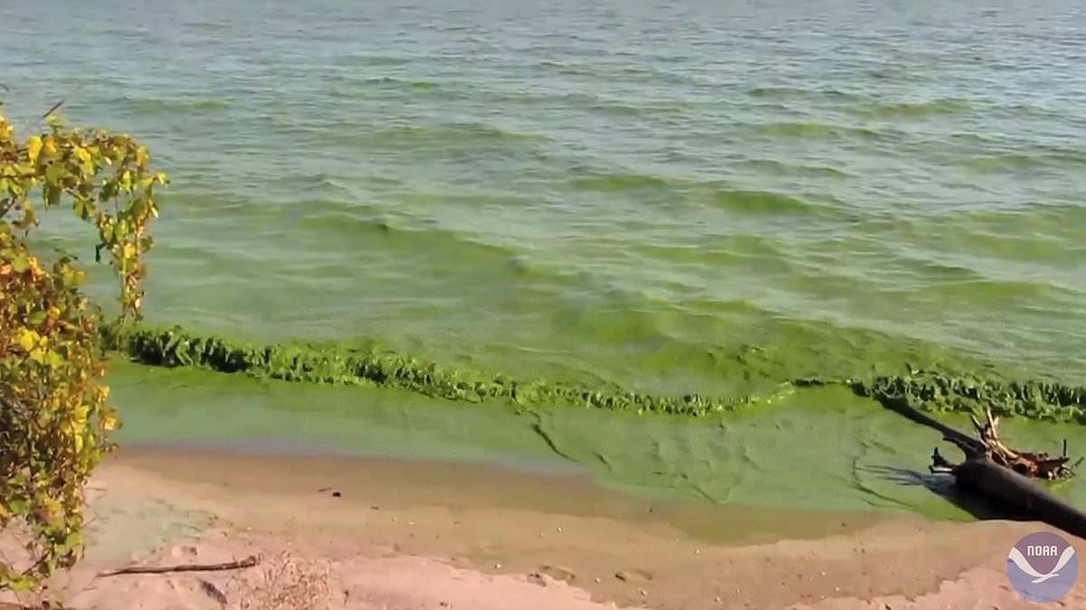 Toxic algae bloom prompts warning and beach closures at Minnesota lake