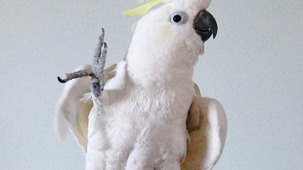 Birds love to boogie! Cockatoos have 30 distinct dance moves - and even link them together in elaborate routines, study finds