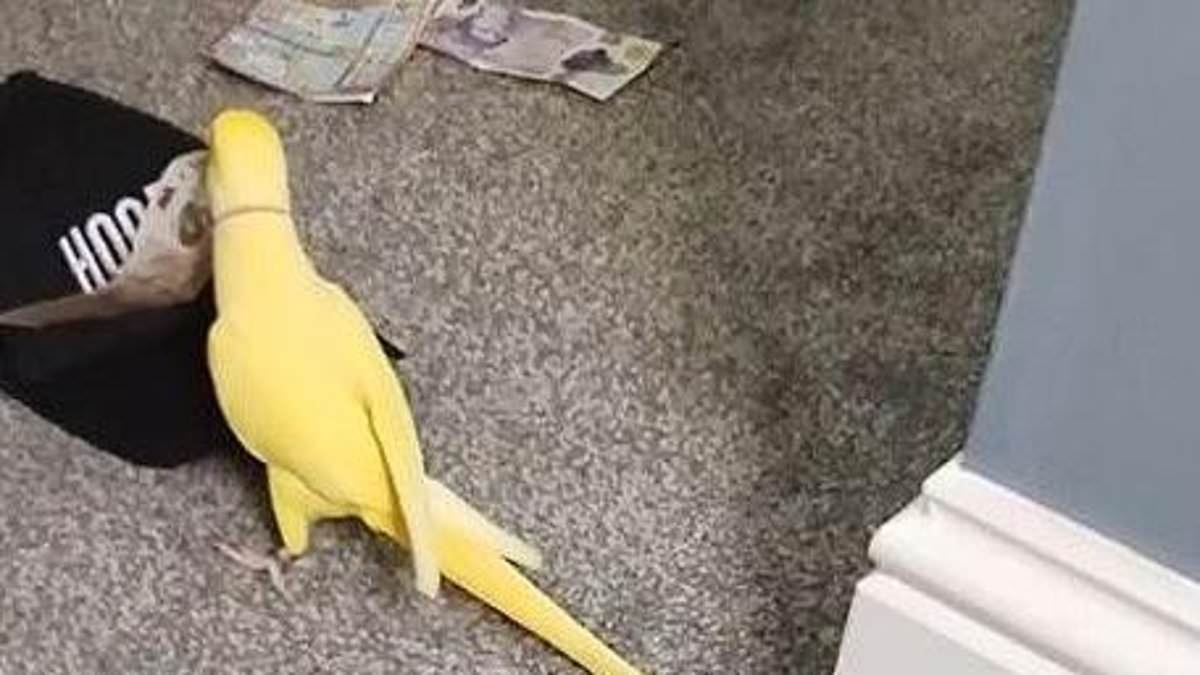 Talking parrot helps bring down crime gang after it is caught on video repeating drug-dealing phrases