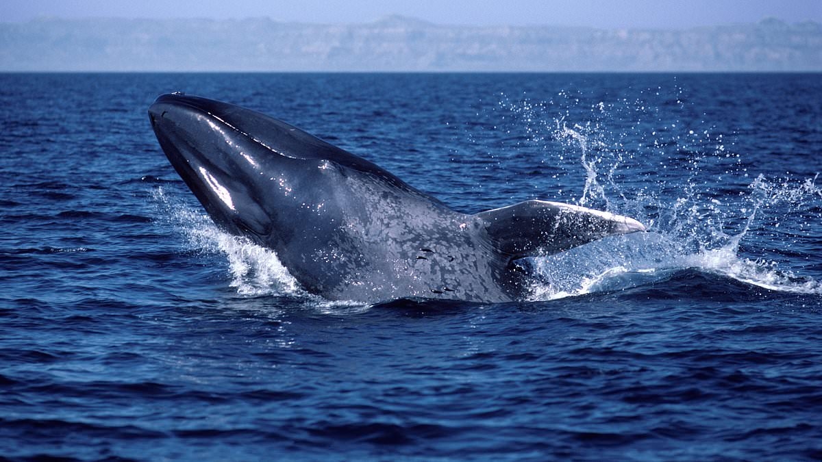 Ominous warning for humanity as blue whales go mysteriously silent