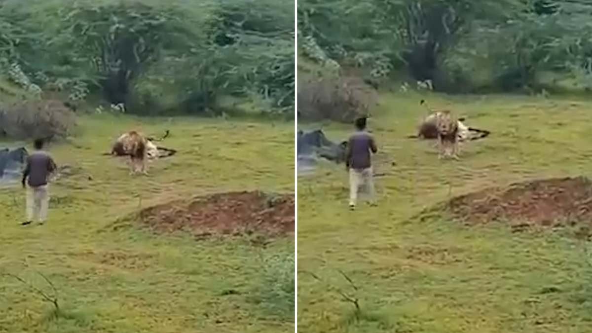 Heartstopping moment lion lunges at 'idiot' tourist who interrupted its meal to get a close-up video on his phone camera