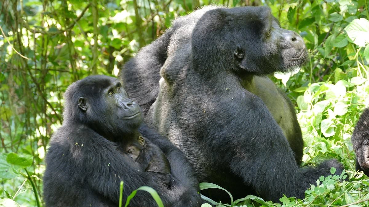 Female gorillas can overpower males despite being HALF their size, study reveals