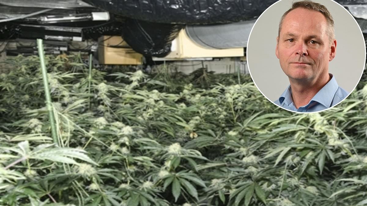 JONATHAN BROCKLEBANK: Of cannabis farms and criminal audacity... and what the shocking state of our high streets says about our society