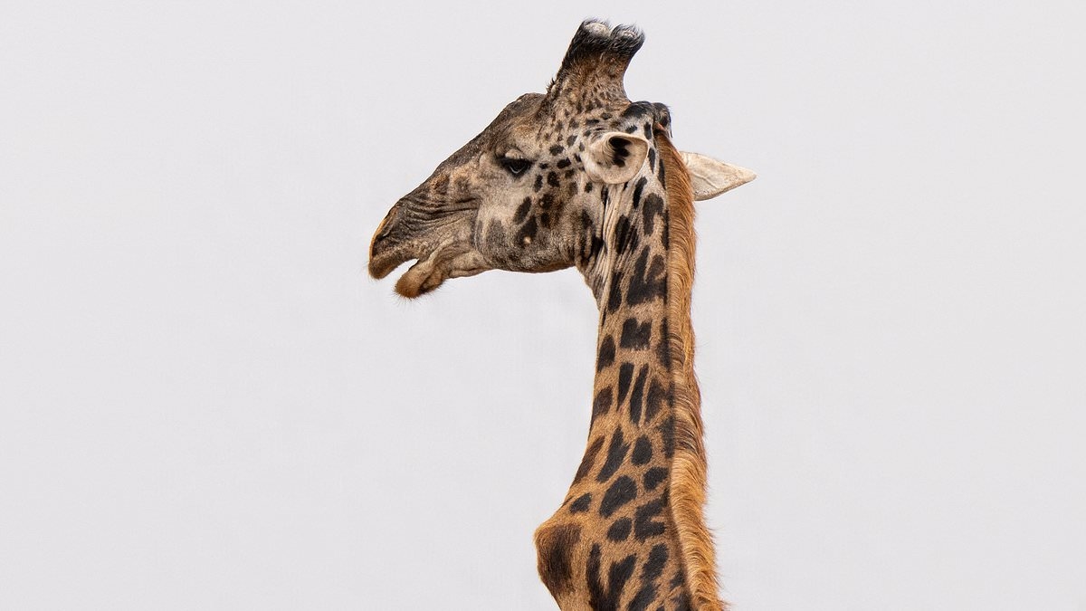 I'm Kink of the Jungle! Wonky-necked giraffe stuns conservationists as he's seen alive and well six years after he was first spotted... and is 'herd's dominant male'