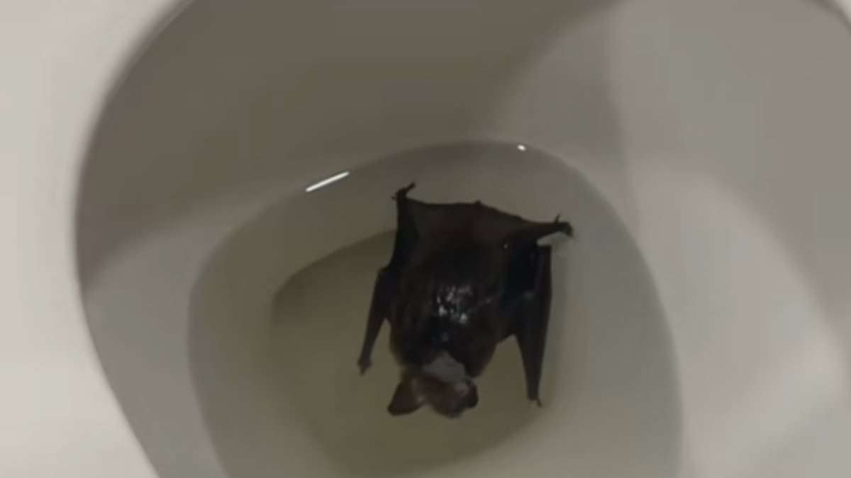 Woman ordered to go straight to hospital after terrifying discovery of creature in her bathroom