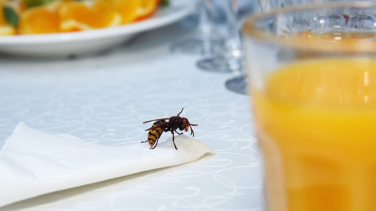 Scientist reveals what you should REALLY do if wasps gatecrash your picnic – and why you should never run away