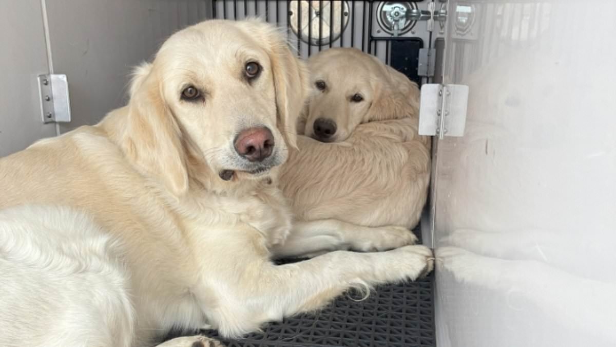 Confused female Labrador and adorable puppy are found dumped on street by driver