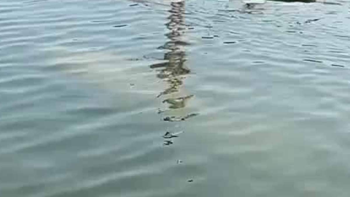 Unexpected animal spotted in shark-infested waters off Cape Cod... with locals now hoping to save it from dying of the cold
