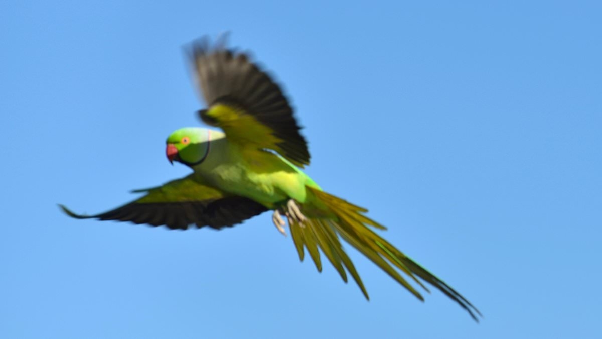 The predator that's set to clip the wings of Britain's growing green parakeet population
