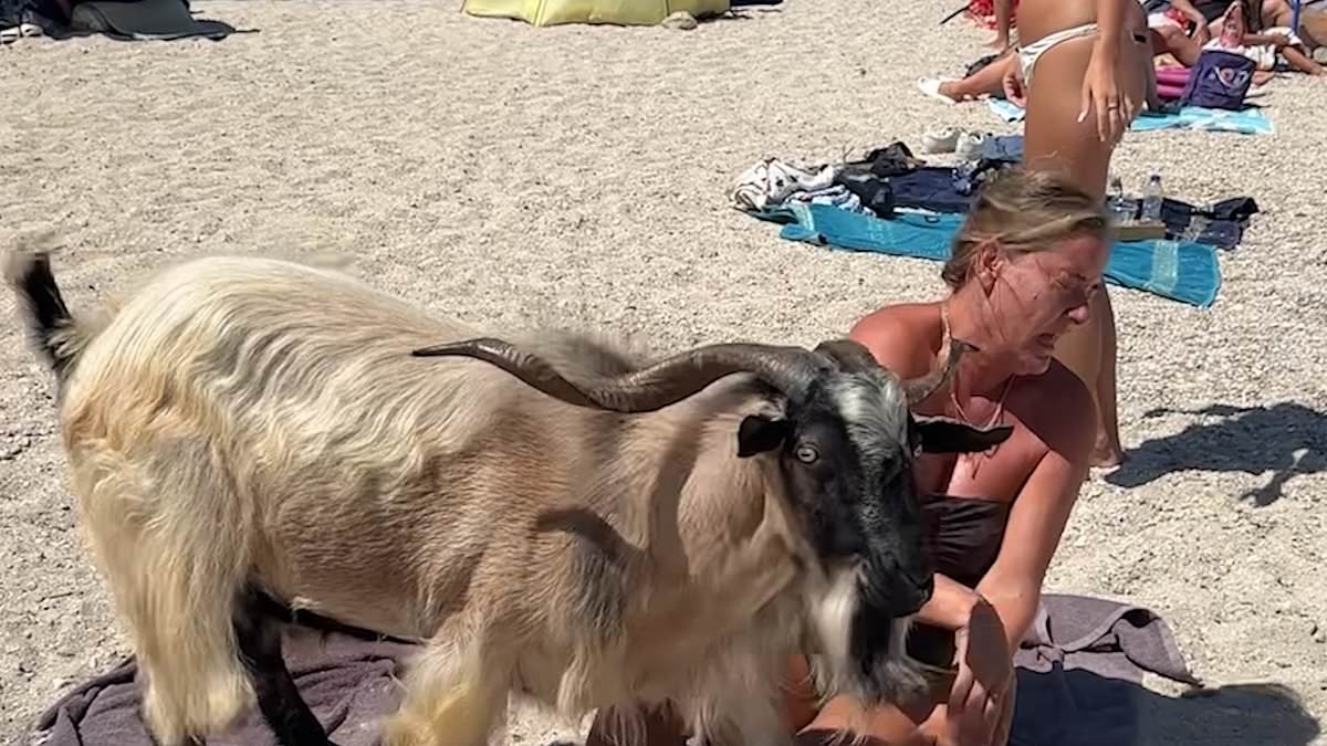 Hungry goat on the loose causes HAVOC as it pesters tourists for food on Greek beach - and even smacks a woman in the face