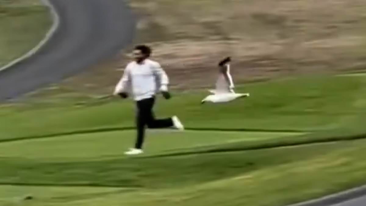 Moment divebombing seagull snatches golfer's wallet before swooping off with it