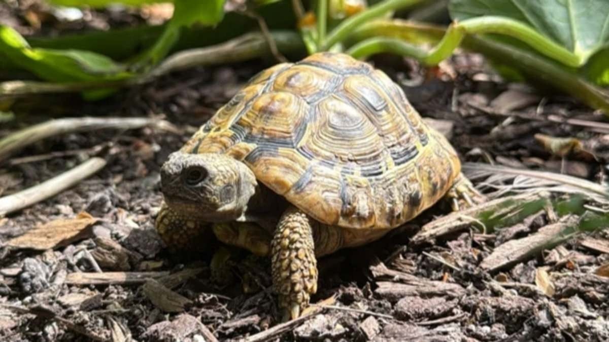 Tortoise who made daring escape from owner's garden found one MONTH later...THREE miles away