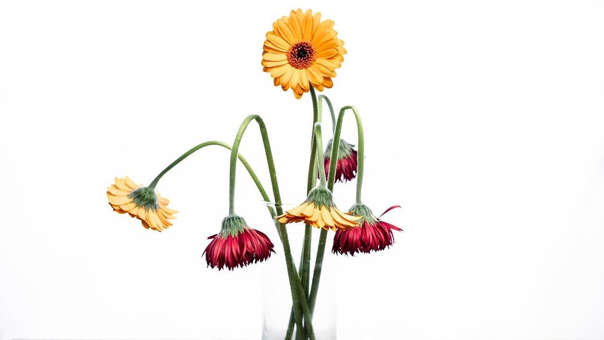 My sister made so little effort for my birthday present – is it petty to be upset? Money psychotherapist VICKY REYNAL says there's much more to it than just forgetfulness