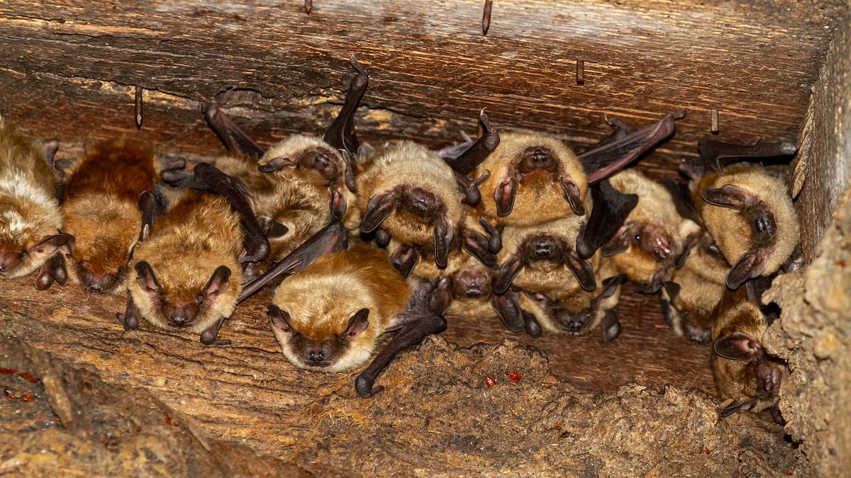 Deadly rabies outbreak feared as hundreds exposed to infected bats at US vacation spot