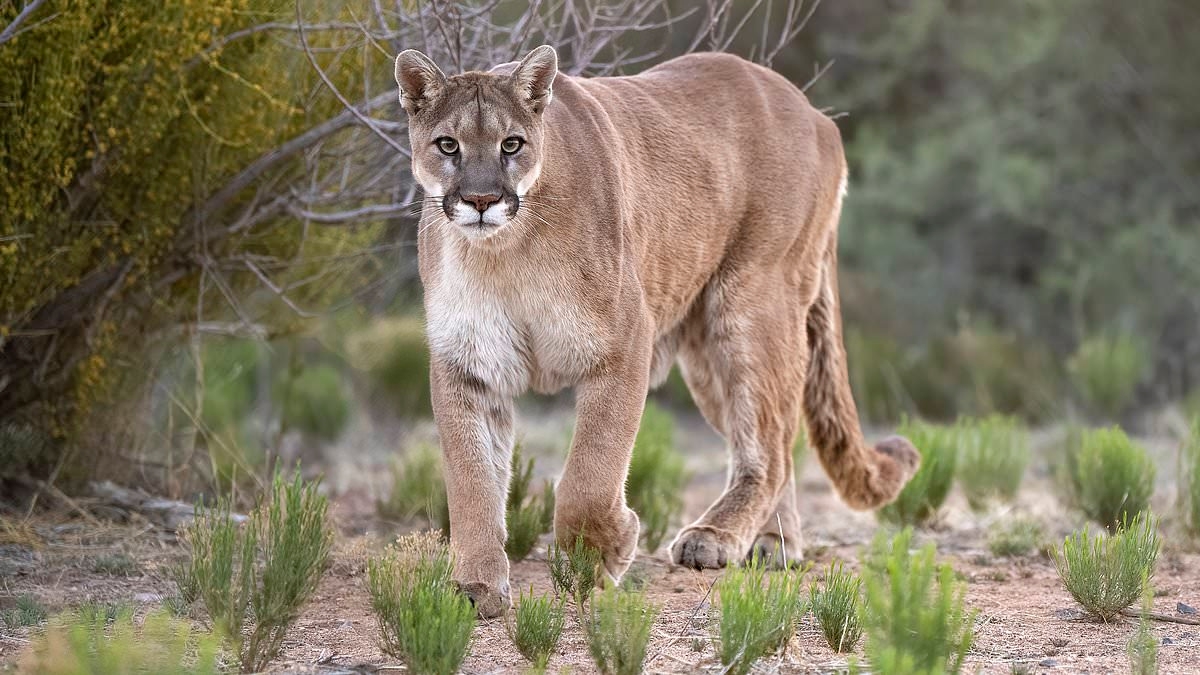 Girl, 11, is mauled by mountain lion outside family's stunning Malibu home