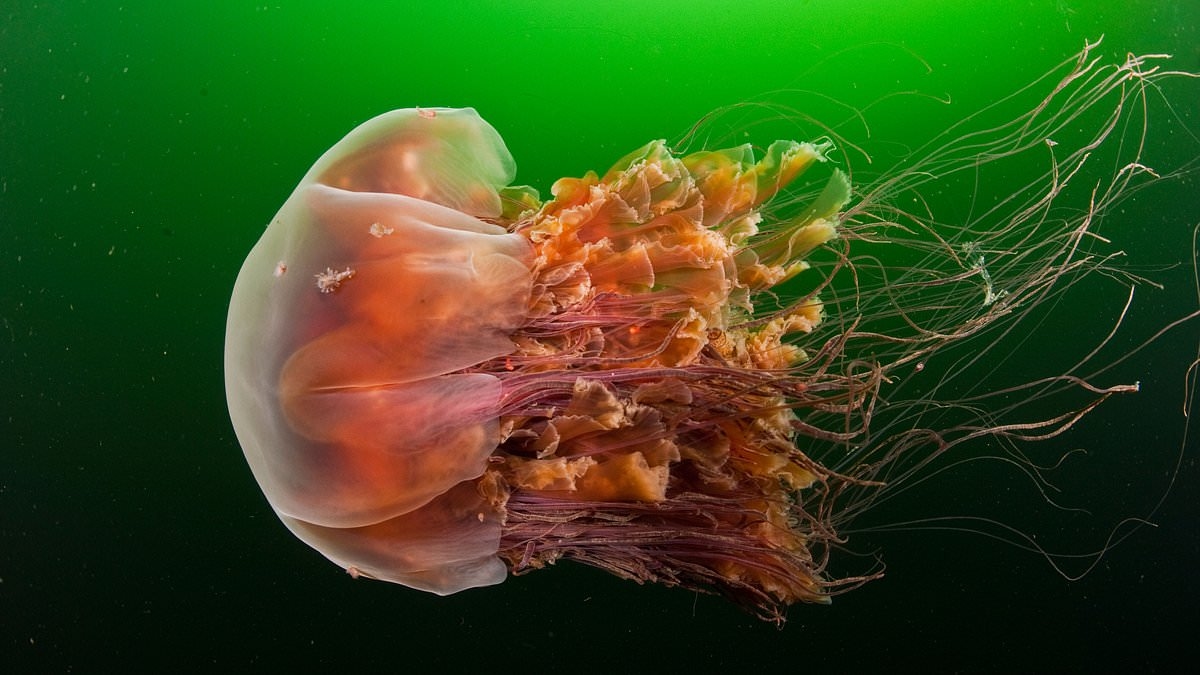Swarm of jellyfish shut down massive nuclear plant in France