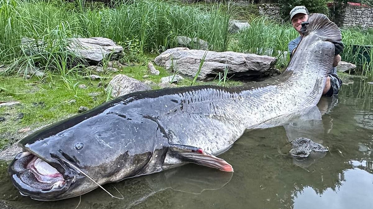 Cat-ch of the day! Angler catches enormous 9ft catfish after 50-minute battle