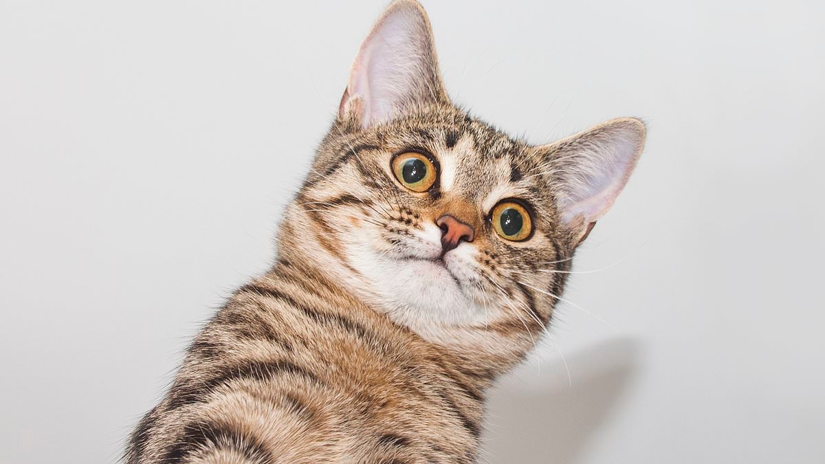 Cats develop dementia just like humans, study finds – here are the key signs to look out for