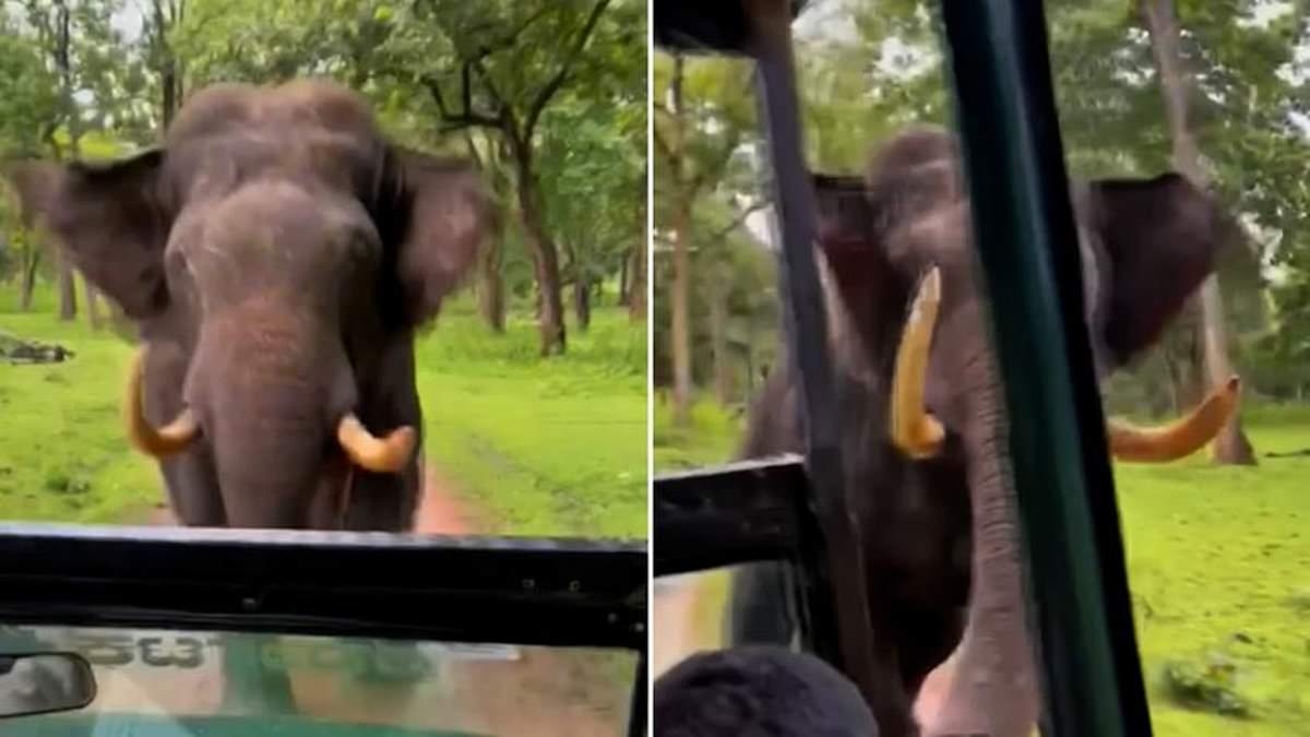 Moment elephant charges at safari truck forcing it to reverse to safety
