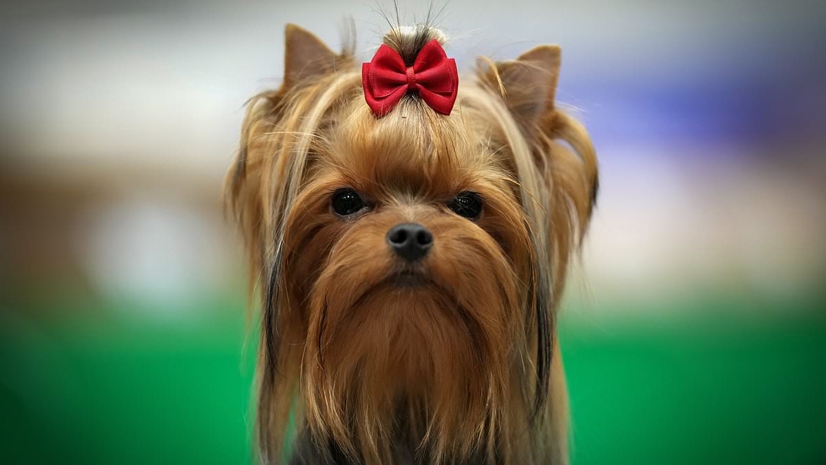 The Yorkie is at risk of EXTINCTION: Yorkshire Terriers – once loved by celebrities like Audrey Hepburn – have declined in popularity by 80% since 2013 as Brits shun the traditional pup for more 'fashionable' breeds