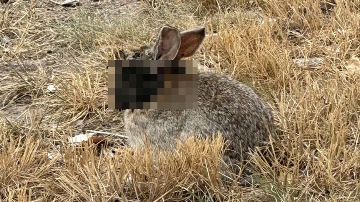 Warning as 'Frankenstein' rabbits with tentacles sprouting from their heads invade parts of the US: 'Do NOT touch them'